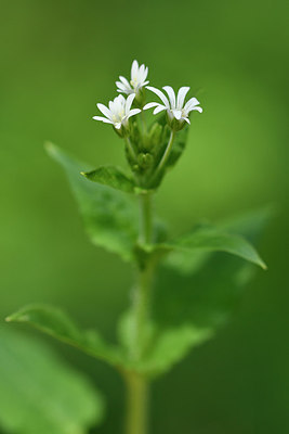 BUITEN BEELD Foto: 297686