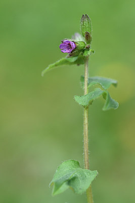 BUITEN BEELD Foto: 297688