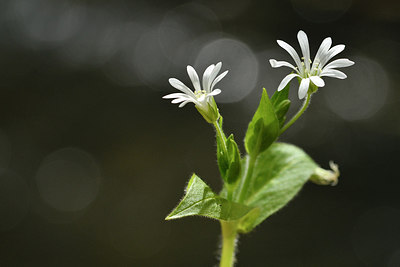 BUITEN BEELD Foto: 297695