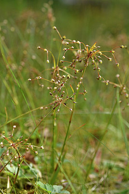 BUITEN BEELD Foto: 297700