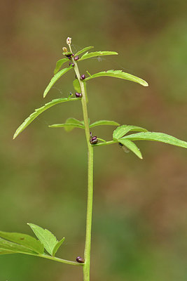 BUITEN BEELD Foto: 297703