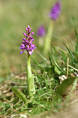 BUITEN BEELD Foto: 297707