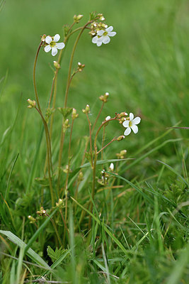 BUITEN BEELD Foto: 297714