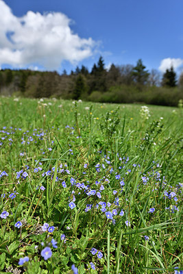 BUITEN BEELD Foto: 297732