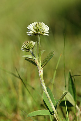 BUITEN BEELD Foto: 297740