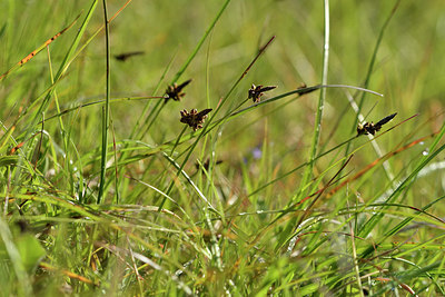 BUITEN BEELD Foto: 297744