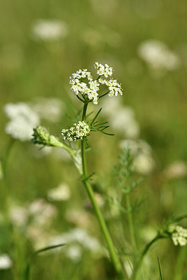 BUITEN BEELD Foto: 297751