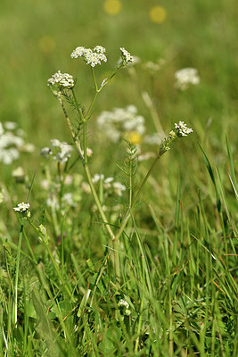 BUITEN BEELD Foto: 297752