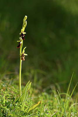 BUITEN BEELD Foto: 297756