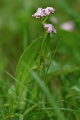 BUITEN BEELD Foto: 297781