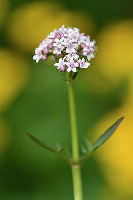 BUITEN BEELD Foto: 297782