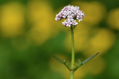 BUITEN BEELD Foto: 297783