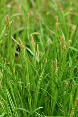 BUITEN BEELD Foto: 297791