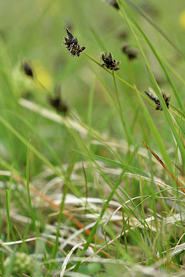 BUITEN BEELD Foto: 297793