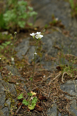 BUITEN BEELD Foto: 297806