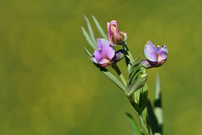 BUITEN BEELD Foto: 297809