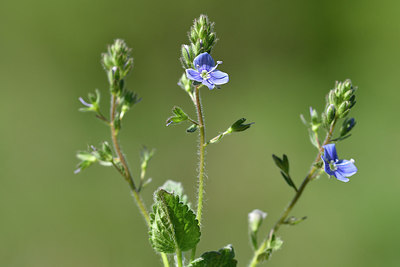 BUITEN BEELD Foto: 297810