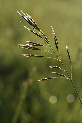 BUITEN BEELD Foto: 297817