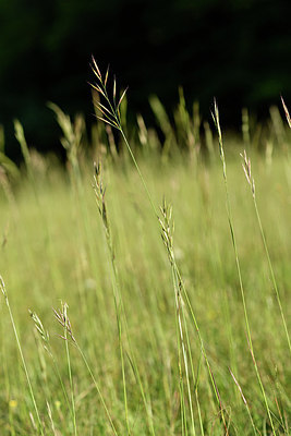 BUITEN BEELD Foto: 297820