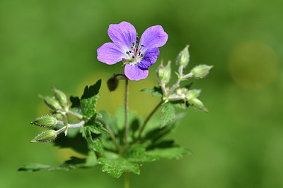 BUITEN BEELD Foto: 297839