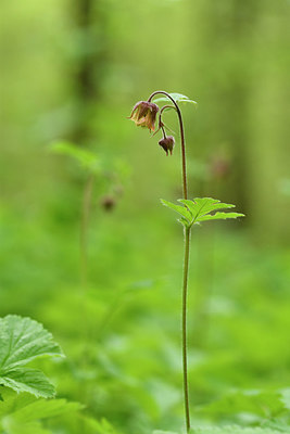 BUITEN BEELD Foto: 297842