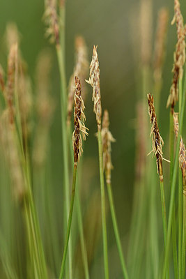 BUITEN BEELD Foto: 297844