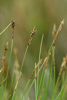 BUITEN BEELD Foto: 297846