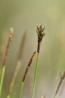 BUITEN BEELD Foto: 297847