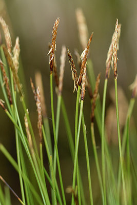 BUITEN BEELD Foto: 297848