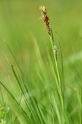 BUITEN BEELD Foto: 297849