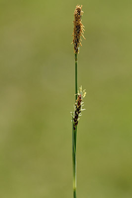 BUITEN BEELD Foto: 297850