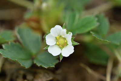 BUITEN BEELD Foto: 297854