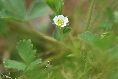 BUITEN BEELD Foto: 297855