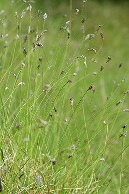 BUITEN BEELD Foto: 297867