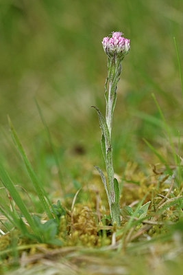 BUITEN BEELD Foto: 297868