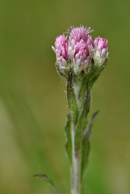 BUITEN BEELD Foto: 297869