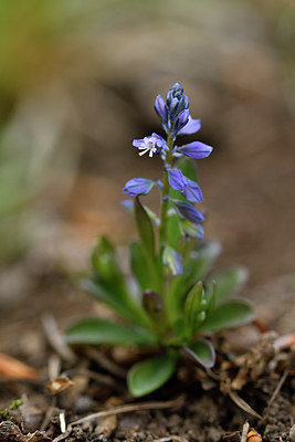 BUITEN BEELD Foto: 297873