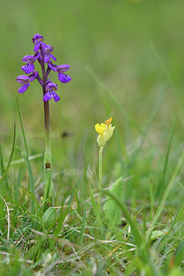 BUITEN BEELD Foto: 297876