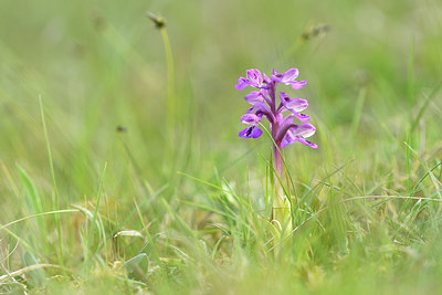 BUITEN BEELD Foto: 297878