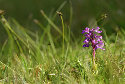 BUITEN BEELD Foto: 297879