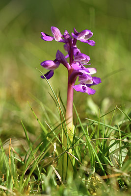 BUITEN BEELD Foto: 297880