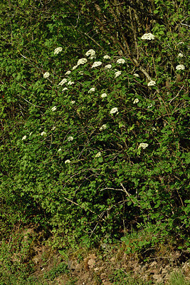 BUITEN BEELD Foto: 297886