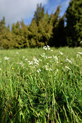 BUITEN BEELD Foto: 297887