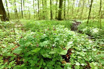 BUITEN BEELD Foto: 297890