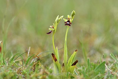 BUITEN BEELD Foto: 297894