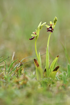 BUITEN BEELD Foto: 297895