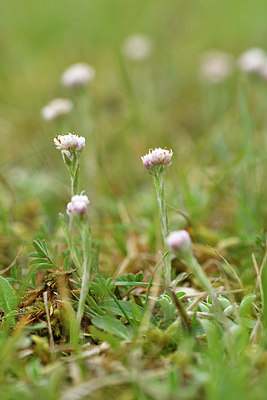 BUITEN BEELD Foto: 297901