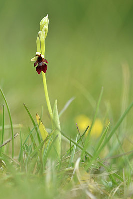 BUITEN BEELD Foto: 297910
