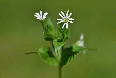 BUITEN BEELD Foto: 297938