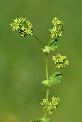 BUITEN BEELD Foto: 297944